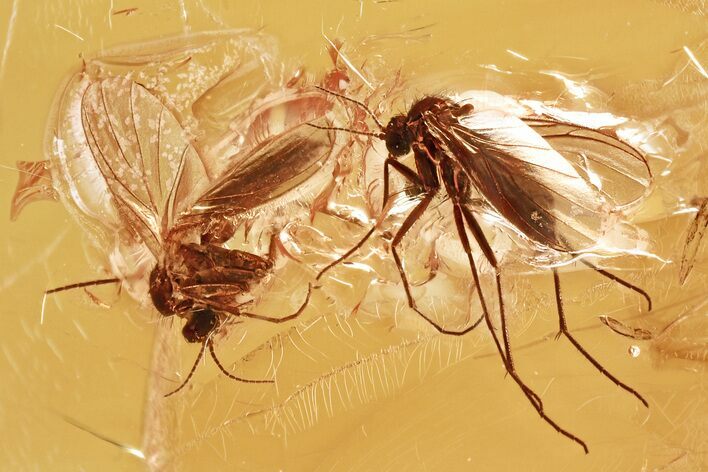 Two Detailed Fossil Fungus Gnats (Mycetophilidae) in Baltic Amber #381500